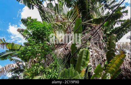 Beautiful tropical city Negril. Caribbean Sea. Jamaican beaches and streets. Bright vegetation Stock Photo
