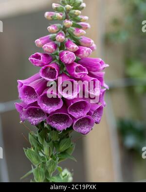 foxglove flower Digitalis purpurea Stock Photo