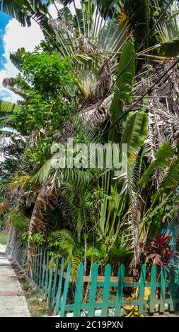 Beautiful tropical city Negril. Caribbean Sea. Jamaican beaches and streets. Bright vegetation Stock Photo