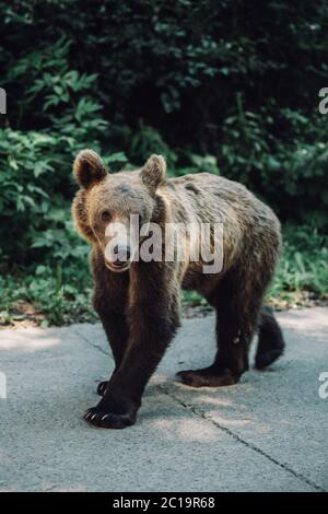 Wild brown bear standing on street in Transylvania,Romania Stock Photo