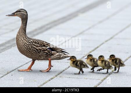Duesseldorf, Germany. 15th June, 2020. A duck takes its chicks for a walk in the Düsseldorf city centre. Credit: Federico Gambarini/dpa/Alamy Live News Stock Photo