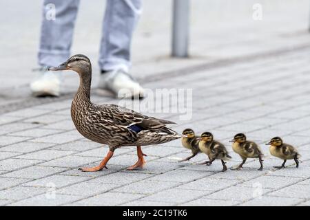 Duesseldorf, Germany. 15th June, 2020. A duck takes its chicks out for a walk in downtown Düsseldorf. Credit: Federico Gambarini/dpa/Alamy Live News Stock Photo