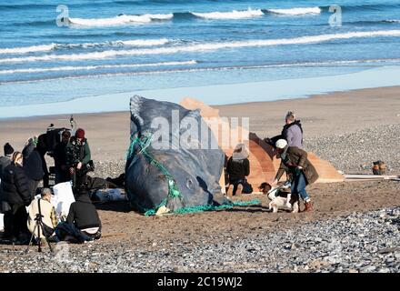 Film crew filming the short film ‘Creature’ about a stranded whale on the beach at godrevy in cornwall, england, uk. Stock Photo