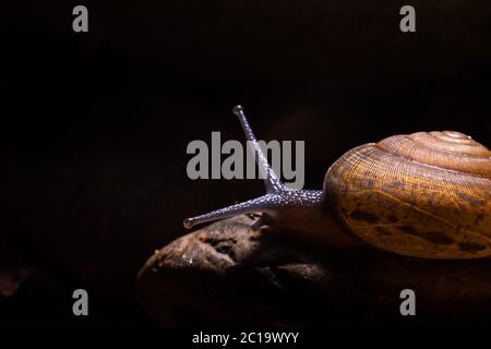 Snail gliding on the wet stone texture. Stock Photo