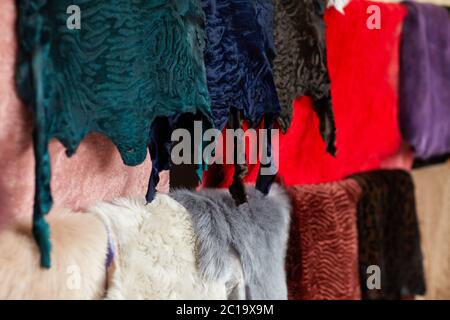 different types of multicolored fur skins. Warehouse of fur. Stock Photo
