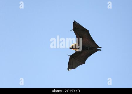 Seychelles fruit bat / Seychelles flying fox - Pteropus seychellensis Stock Photo