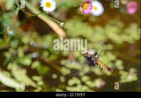 Broad-Bodied Chaser dragonfly (Libellula depressa) female hovering above a garden pond to lay eggs (Kent, UK. mid June) Stock Photo