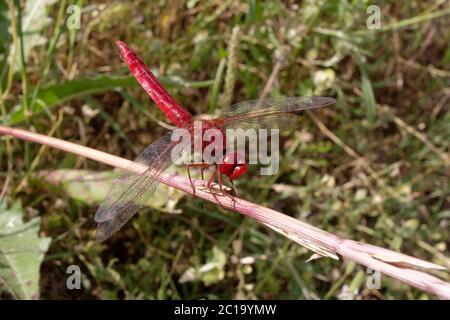 Male Scarlet dragonfly (Crocothemis erythraea) on a branch Stock Photo