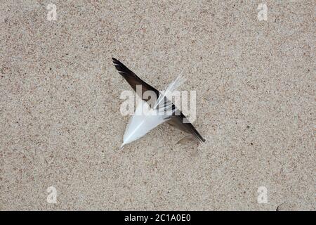 black and white bird feathers on the beach sand, a symbol of friendship between peoples and races Stock Photo