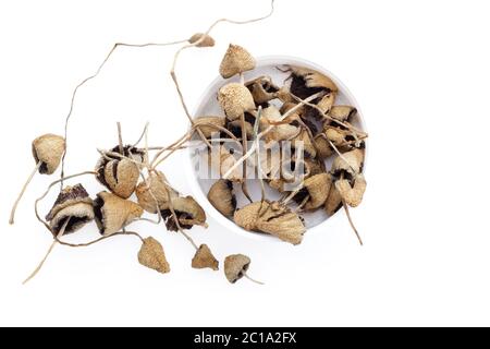 Dried magic mushrooms in cup from above. Stock Photo