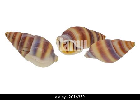 Sea shells isolated on a white background Stock Photo