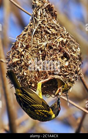 Village weavers - Ploceus cucullatus Stock Photo