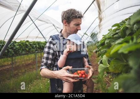 A father and son enjoy picking fresh strawberries together. Family lifestyle. Stock Photo