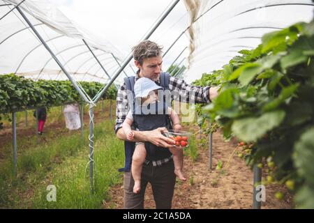 A father and son enjoy picking fresh strawberries together. Family lifestyle.