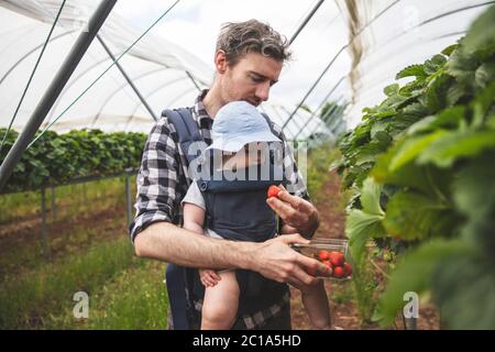 A father and son enjoy picking fresh strawberries together. Family lifestyle.