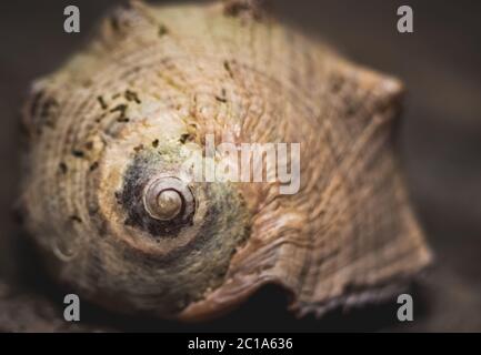 Beautiful Seashell on beach stone rock during sunrise lighting with space for copy text. Stock Photo