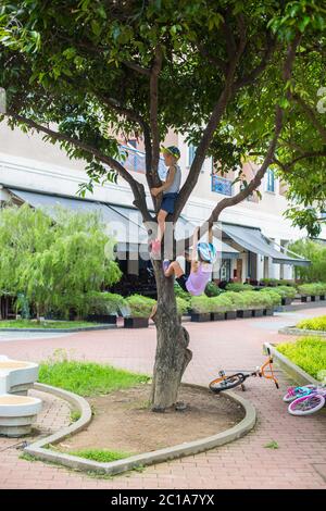 Two caucasian kids on tree, the boy is sitting on the branches while the girl is hanging on the tree branch. If not careful will be injured if fall. Stock Photo