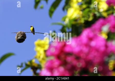 Village weaver (male) - Ploceus cucullatus Stock Photo