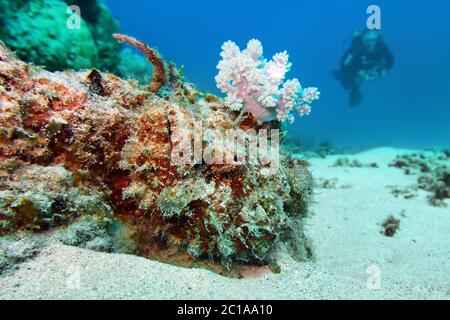 False stonefish (devil scorpionfish) - Scorpaenopsis diabolus Stock Photo