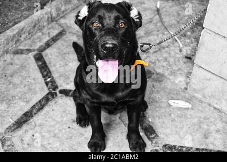 A black labrador dog sitting on the floor with its tongue outside looking at the camera.Background is made black and white to highlight the dog Stock Photo