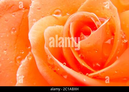A closeup macro image of a bright orange rose flower head showing intricate petal arrangement with water droplets. Stock Photo