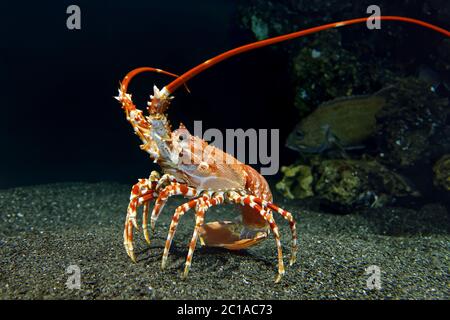Southern spiny lobster - Palinurus gilchristi Stock Photo