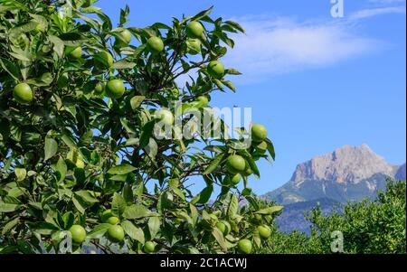 Green oranges ripening on a tree Mallorca, Spain Stock Photo