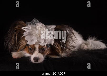 Beautiful dog Continental Toy Spaniel Papillon with white bow on his head on a black background Stock Photo