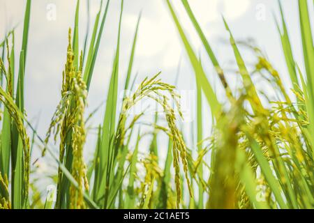 Agriculture green rice field under blue sky at contryside. farm, growth and agriculture concept. Stock Photo