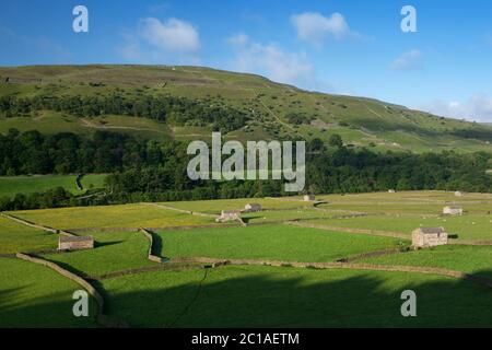 View over dry stone walls and barns in Swaledale, Gunnerside, Yorkshire Dales National Park, North Yorkshire, England, United Kingdom, Europe