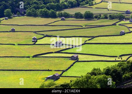 Dry stone walls and barns in Swaledale, Gunnerside, Yorkshire Dales National Park, North Yorkshire, England, United Kingdom, Europe Stock Photo