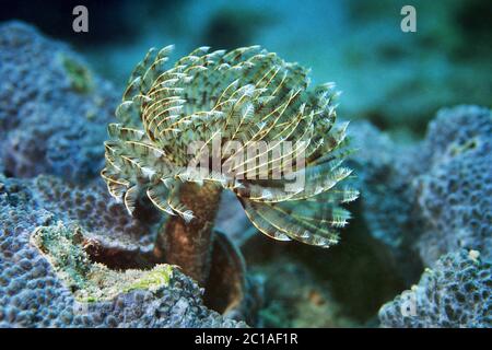 Feather duster worm - Sabellastarte indica Stock Photo