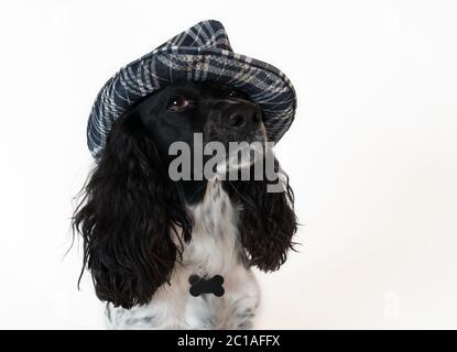 Beautiful female spaniel in a checkered hat on white background Stock Photo