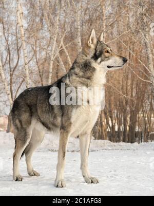 Beautiful male dog of Saarloos wolfhound in winter park Stock Photo