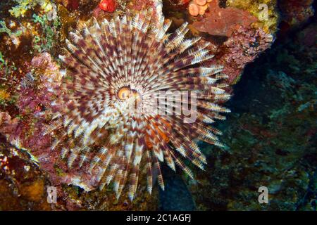 Feather duster worm - Sabellastarte indica Stock Photo