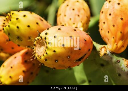 Prickly pears on a cactus plant Stock Photo