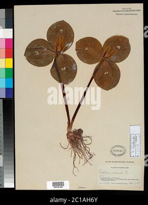 Trillium sessile L Trillium sessile L. Stock Photo