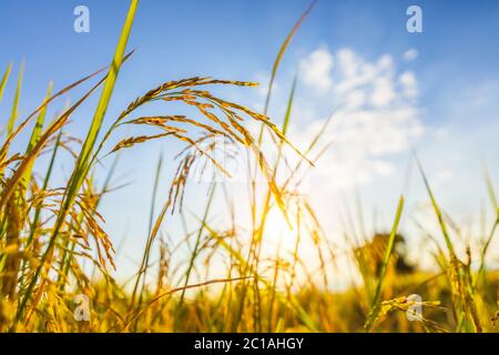 Agriculture golden rice field under blue sky at contryside. farm, growth and agriculture concept. Stock Photo