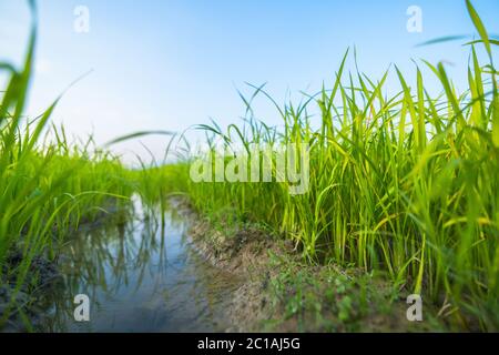 Agriculture green rice field under blue sky and mountain back at contryside. farm, growth and agriculture concept. Stock Photo