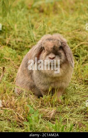 decorative gray rabbit. Fluffy gray-beige rabbit on the green grass in summer. Portrait of a rabbit Stock Photo