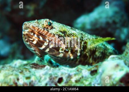 Gracile lizardfish - Saurida gracilis Stock Photo
