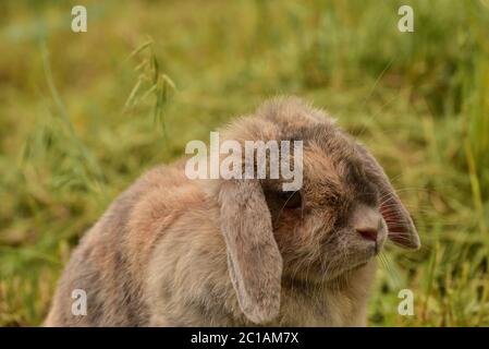 decorative gray rabbit. Fluffy gray-beige rabbit on the green grass in summer. Portrait of a rabbit Stock Photo