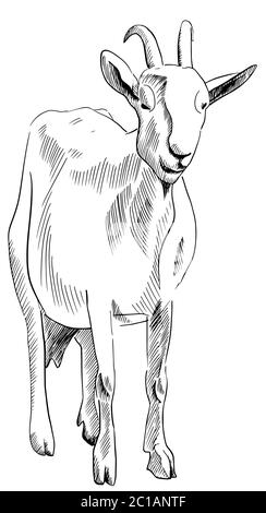 Goat black friday on sale drawing