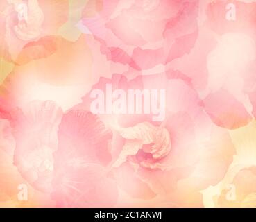 Abstract Hibiscus Flowers for Background, soft focus Stock Photo