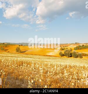 Sunflower Plantation Stock Photo