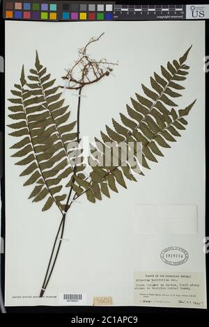 Adiantum latifolium Lam Adiantum latifolium Lam. Stock Photo