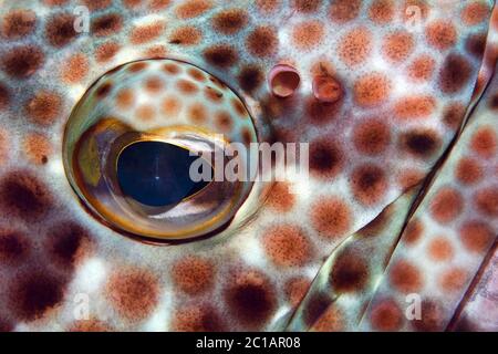 Greasy grouper - Epinephelus tauvina Stock Photo