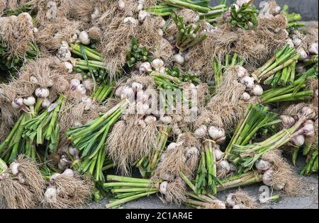 Fresh garlics in a market Stock Photo