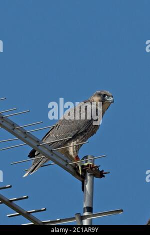 Peregrine Falcon (Falco peregrinus) Norwich Cathedral Stock Photo