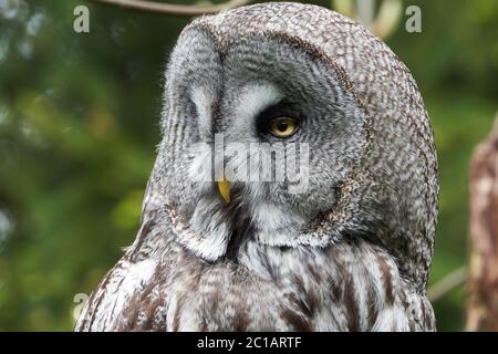Great grey owl gray owl Strix nebulosa Portrait Clear